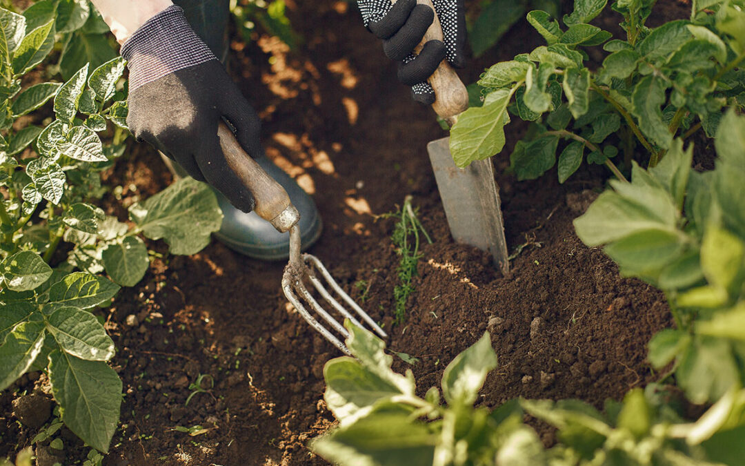 Jardinage : Un Équilibre entre Création et Observation